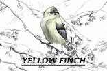 Brookeville Beer Farm - Yellow Finch Summer Ale 0 (44)