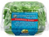 Produce - Boston Lettuce Hydroponic Clamshell 1 CT
