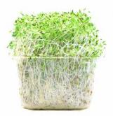 Produce - Alfalfa Sprouts 3 Oz 0
