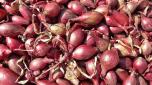 Produce - Shallots Onions 1 LB 0